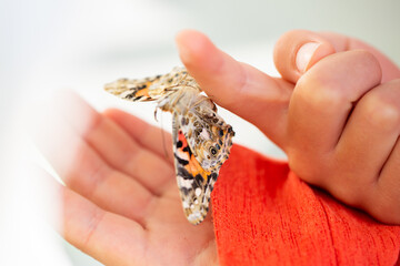 Butterfly Life Cycle