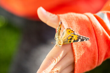 Butterfly Life Cycle