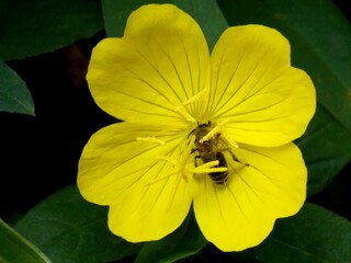 bee on a yellow flower