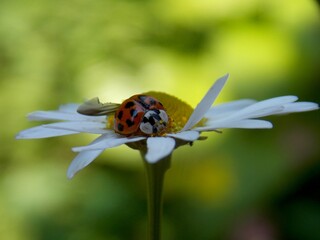 ladybug on a white flower