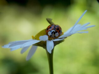 ladybug on a white flower