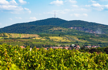 Fototapeta na wymiar Vineyard in Tokaj region, Hungary