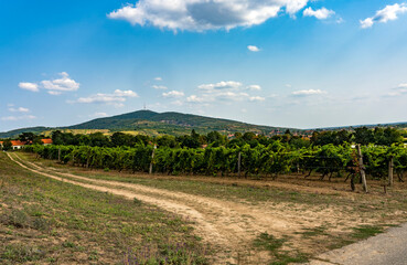 Fototapeta na wymiar Vineyard in Tokaj region, Hungary