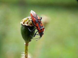red beetle on tulip seeds
