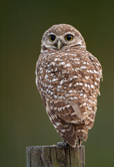 Burrowing Owl in Florida 