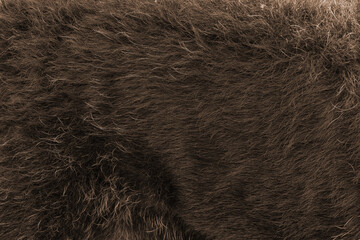 close-up of a brown dog with gray hair