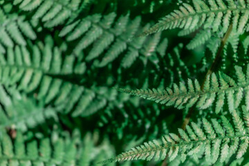 Fototapeta na wymiar Fern in the forest close-up. Background of leaves.