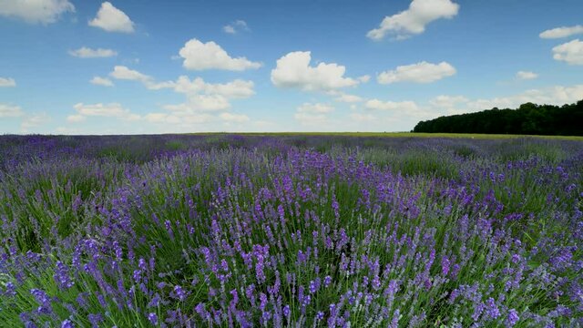 Timelapse of beautiful day over lavender field