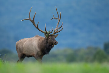 Naklejka na ściany i meble Elk during the rut season 
