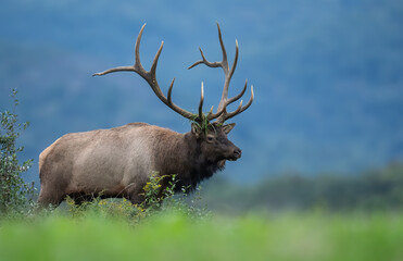 Elk during the rut season 