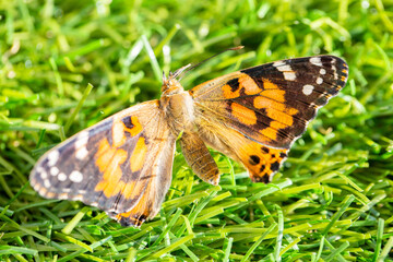 Butterfly Life Cycle