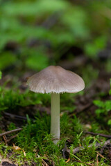 Toadstool mushroom in in moss on a fallen tree. Mushrooms close-up. nature background. forest.