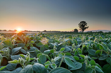 Fototapeta premium Field of soy, lit by early morning sunlight