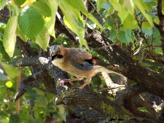 a bird on a branch