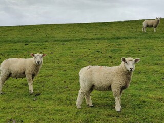 Fototapeta premium sheep and lambs