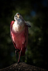 Roseate Spoonbill in Florida 