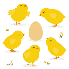 Newborn chicks icon set