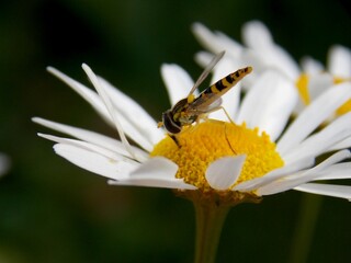 small wasp on a flower