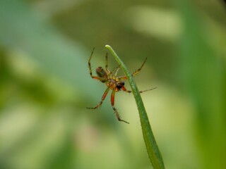 Fototapeta premium a small colorful spider on a blade of grass