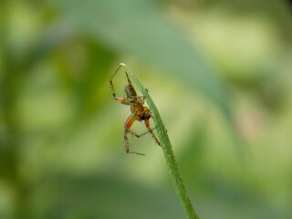 a small colorful spider on a blade of grass