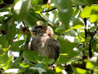 the bird cleans its feathers