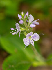 Macrophotographie de fleur sauvage - Véronique officinale - Veronica officinalis