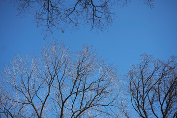 Barren tree tops against a deep blue sky in spring
