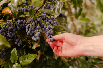 bunch of grapes in hand