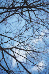 Intertwining tree branches in front of bright blue sky
