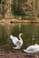Fototapeta premium Two cygnus orol swans and swimming ducks in River Wear in Durham, UK
