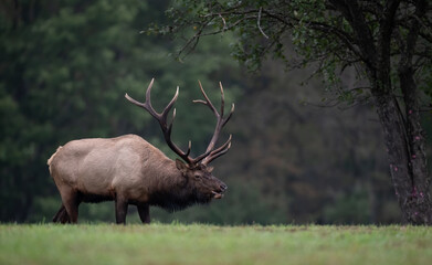 Elk during the rut season 