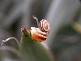 two snails on a plant