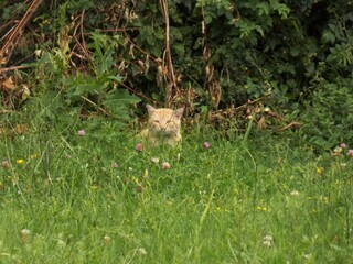 Obraz premium a cat hidden in the grass