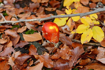 Beautiful red fairytale fly agaric. Poisonous mushroom in the forest. Autumn mushrooms fly agaric in the autumn forest. Closeup of fly agaric mushrooms. Amanita muscaria