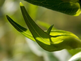 young green leaves of the plant