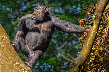 Chimpanzee eating berries in Kibale rainforest, Uganda, Africa