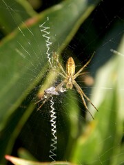 interesting spider web and spider