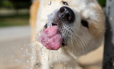 dog drinking water from a fountain, frozen moment © PintoArt