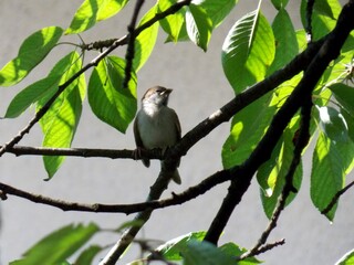 Fototapeta premium a little sparrow on a branch