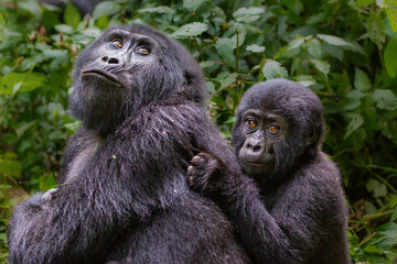 Mother and baby mountain gorilla, Bwindi, Uganda