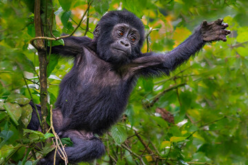 Young mountain gorilla, Bwindi, Uganda - obrazy, fototapety, plakaty