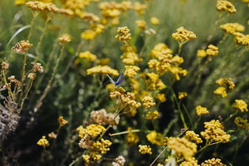 Obraz premium La nature dans le jardin