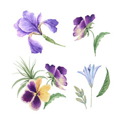 set of purple garden flowers and plants closeup, watercolor illustration on white background