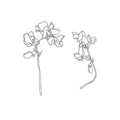 Wildflowers.Hand drawn vector Illustration.Line sketch.