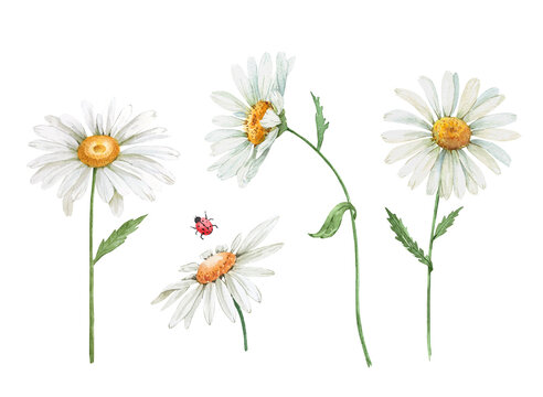 white daisy flowers watercolor illustration on white background, closeup