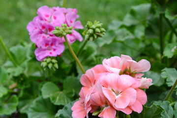 Geranium Pelargonium Flowers in the garden.