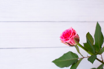 Beautiful pink rose on white wooden background