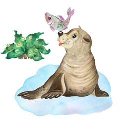 Watercolor illustration with fur seal, pinniped, sea animal