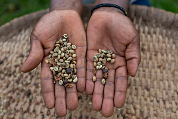 Coffee beans in woman hands in Uganda, Africa