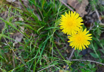 Yellow dandelion flowers (Taraxacum officinale). Dandelions field background on spring sunny day. Blooming dandelion.